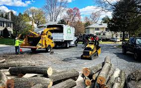 Best Tree Preservation Services  in Edgewood, TX