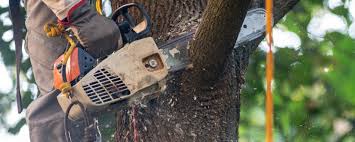 Best Tree Risk Assessment  in Edgewood, TX