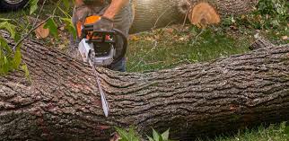 Trusted Edgewood, TX  Tree Services Experts