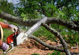 Best Tree Mulching Services  in Edgewood, TX