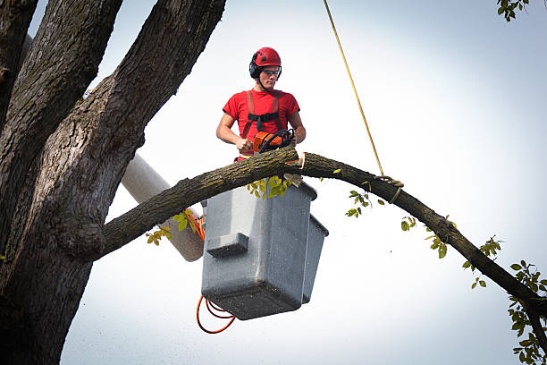 Why Choose Our Tree Removal Services in Edgewood, TX?