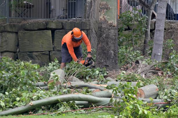 Best Stump Grinding and Removal  in Edgewood, TX